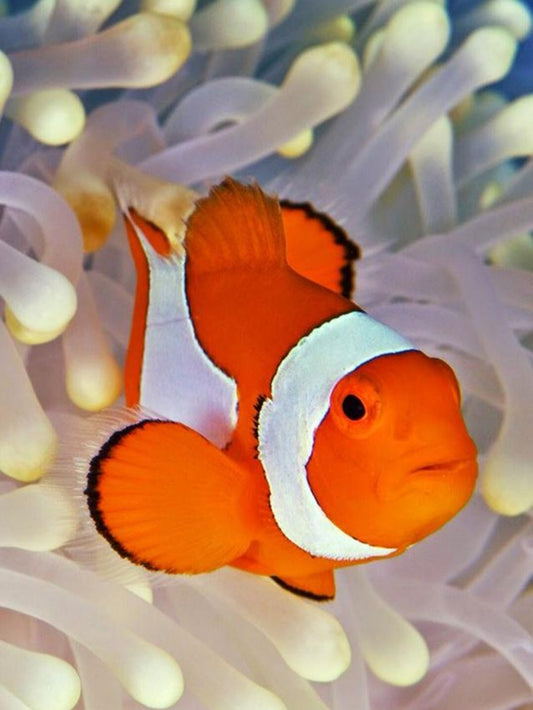 Clown Fish | Diamond Painting