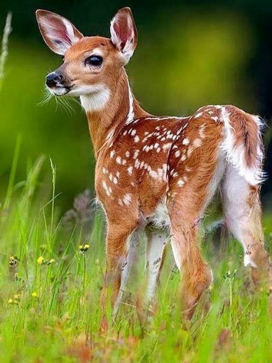 Deer | Diamond Painting