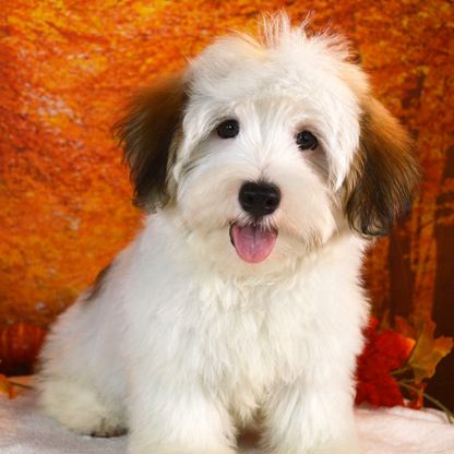 Havanese Dog | Diamond Painting