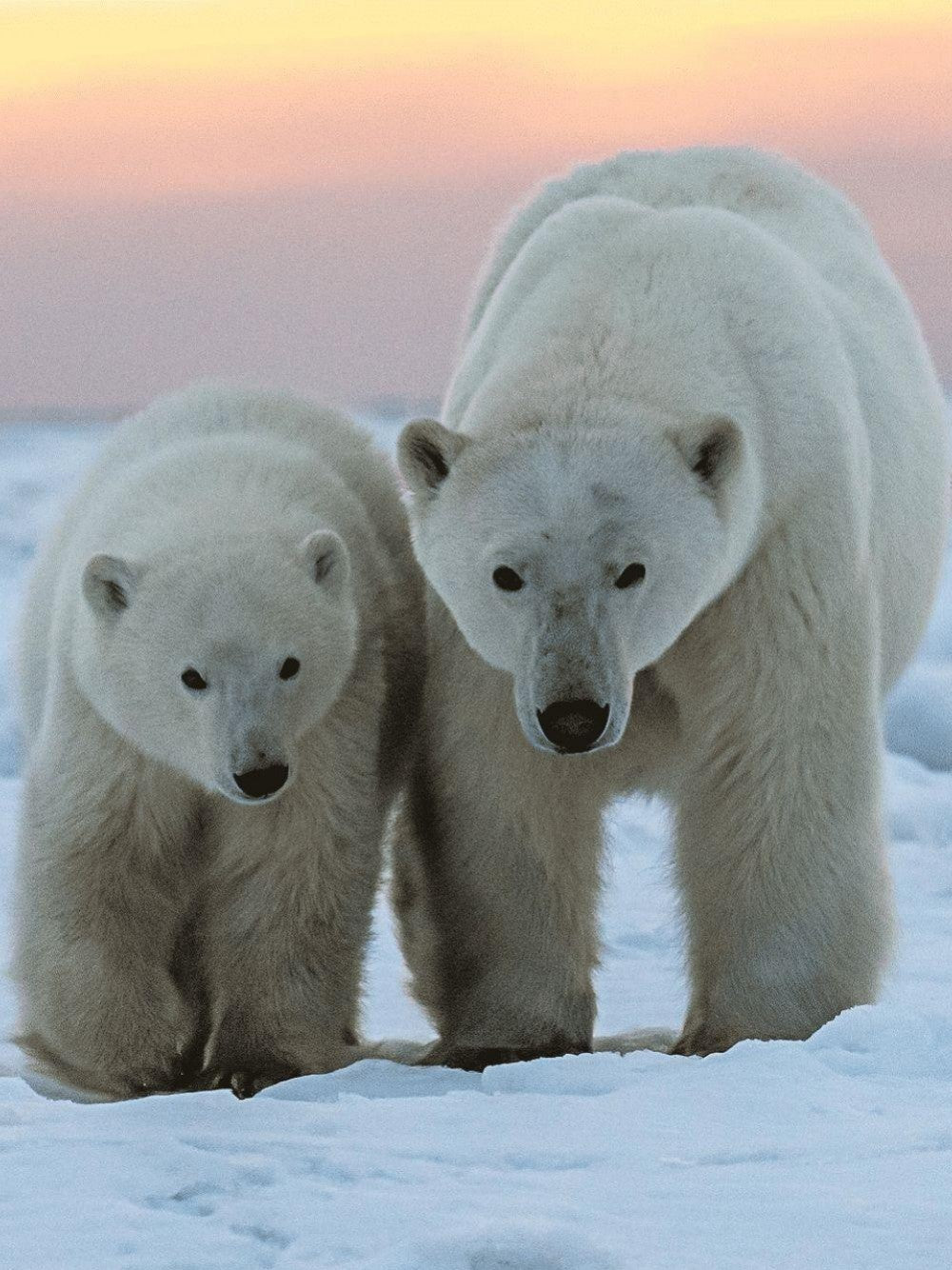 Polar Bear | Diamond Painting