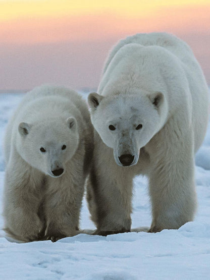 Polar Bear | Diamond Painting