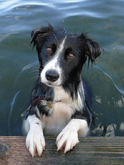 Dog Border Collie | Diamond Painting