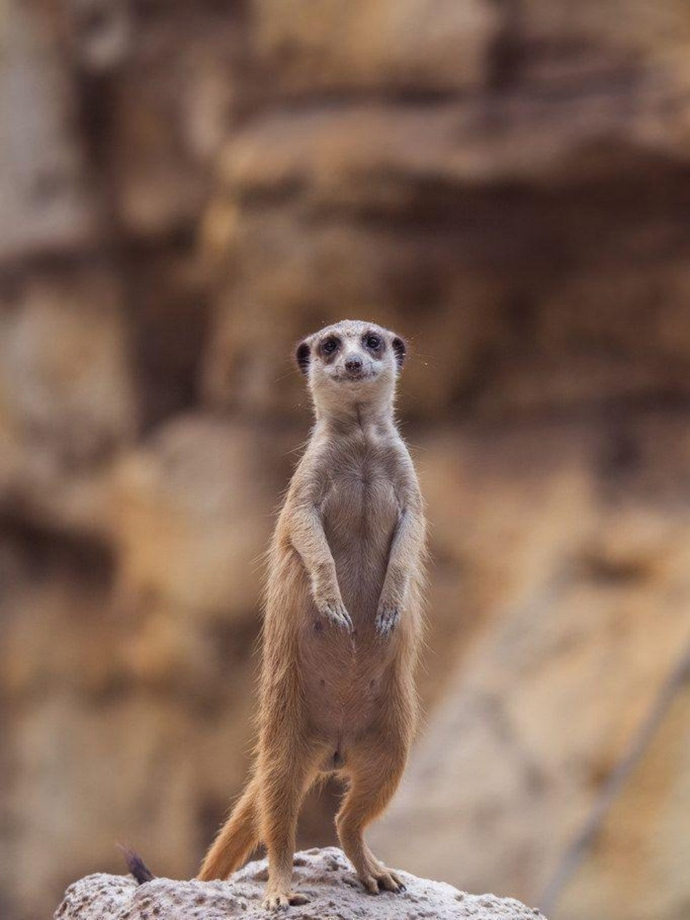Meerkat | Diamond Painting