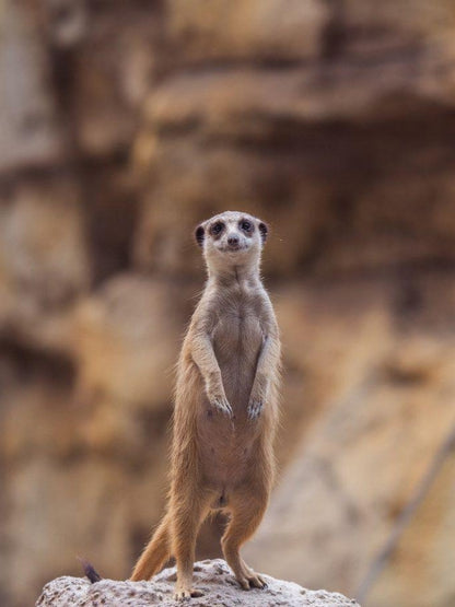 Meerkat | Diamond Painting
