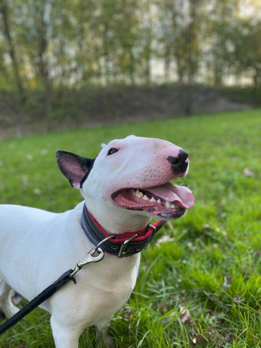English Bull Terrier Dog | Diamond Painting