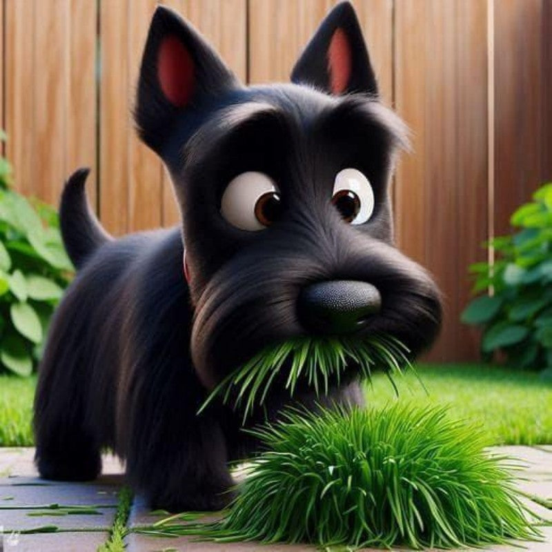 Dog Schnauzer | Diamond Painting