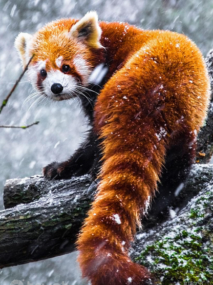 Red Panda | Diamond Painting