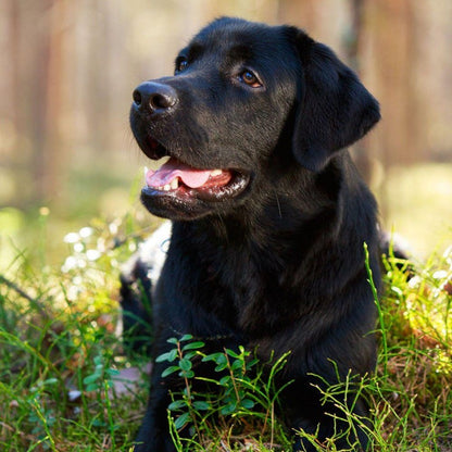 Black Labrador Dog | Diamond Painting