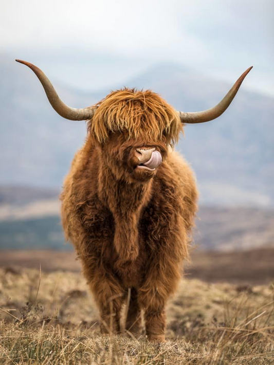 Highland Cow | Diamond Painting