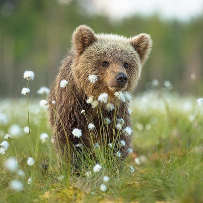 Brown Bear | Diamond Painting