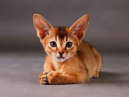 Abyssinian Cat | Diamond Painting