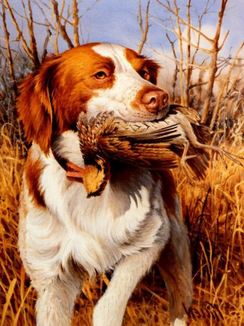 Brittany Spaniel Dog | Diamond Painting