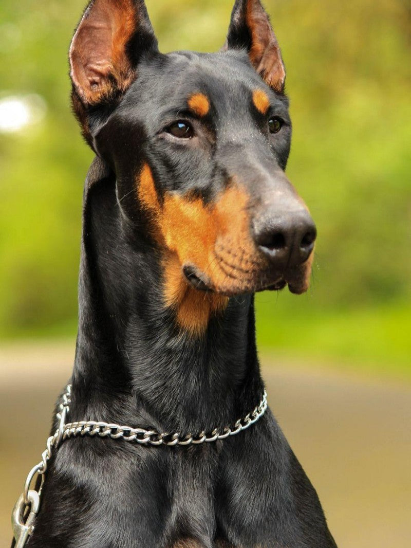 Dog Doberman | Diamond Painting