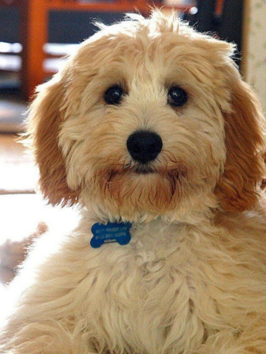 Labradoodle Dog | Diamond Painting