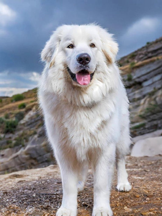 Great Pyrenees Dog | Diamond Painting