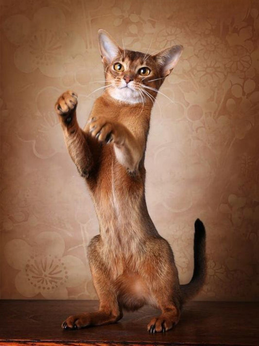 Abyssinian Cat | Diamond Painting