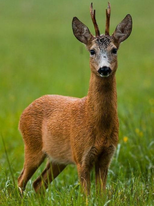 Deer | Diamond Painting