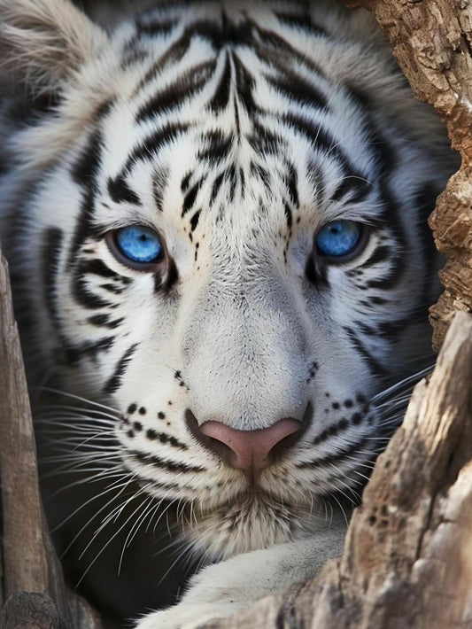 White Tiger | Diamond Painting