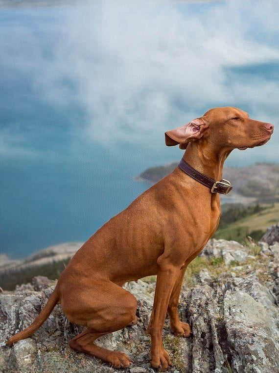 Vizsla Dog | Diamond Painting