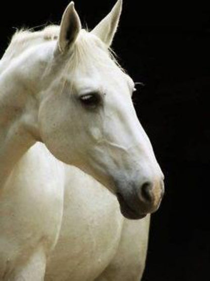 Horse | Diamond Painting