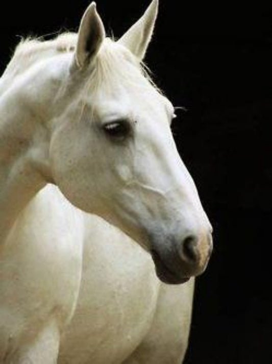 Horse | Diamond Painting