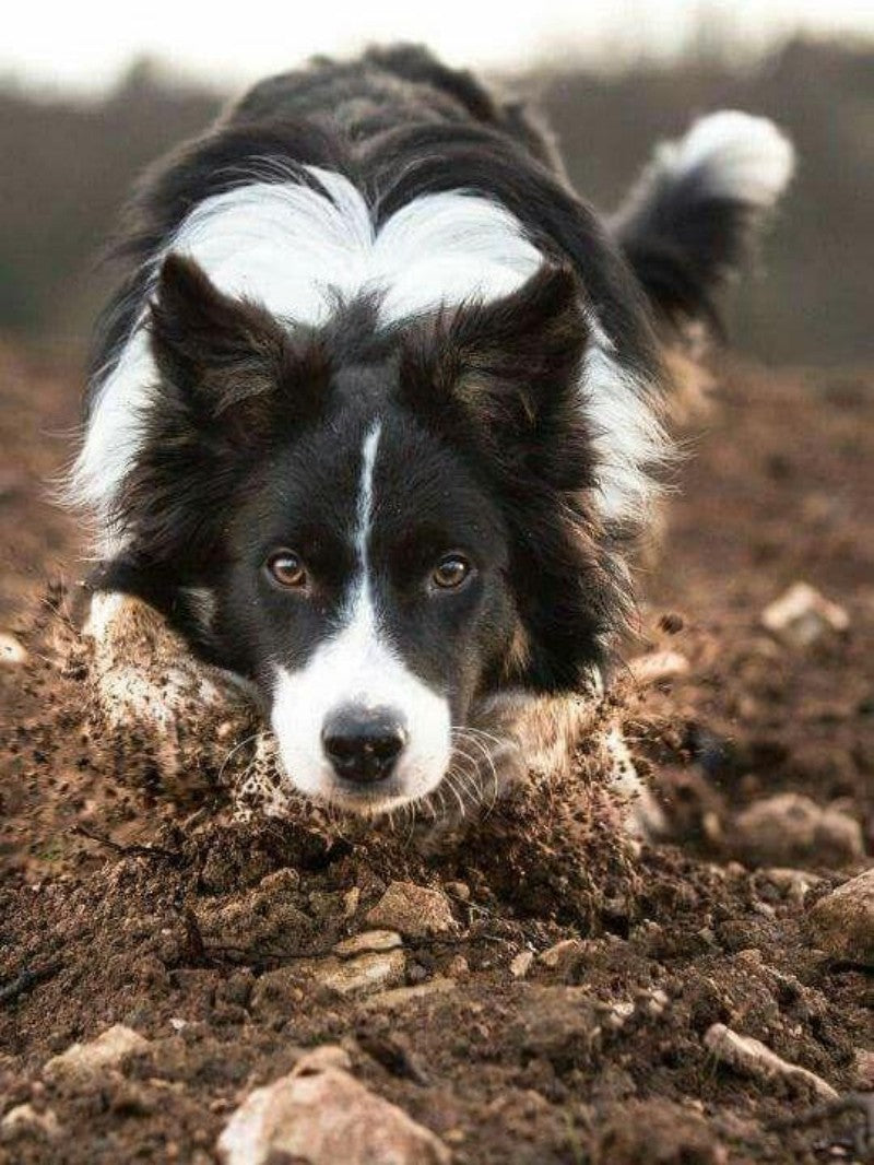 Dog Border Collie | Diamond Painting