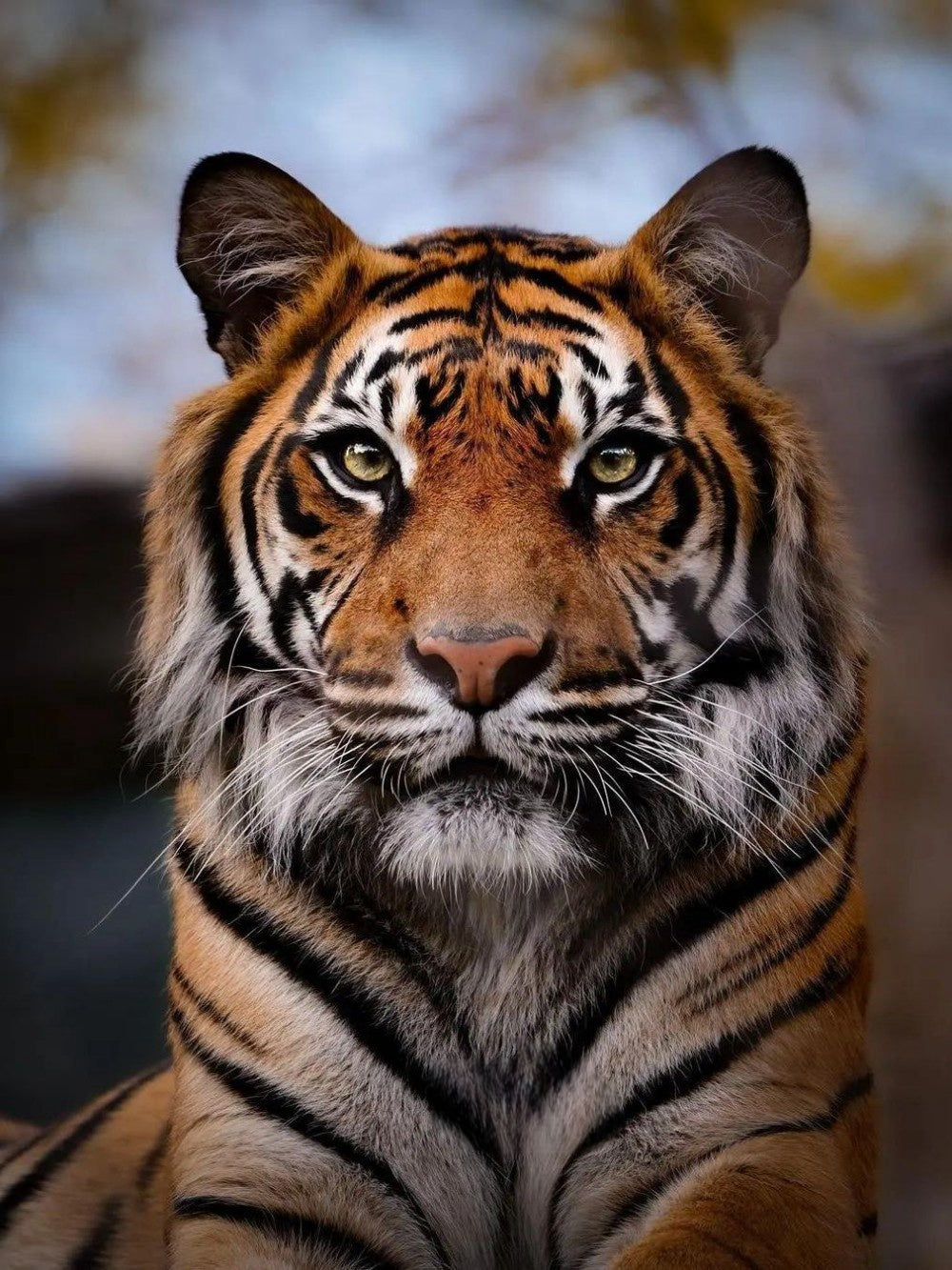Bengal Tiger | Diamond Painting