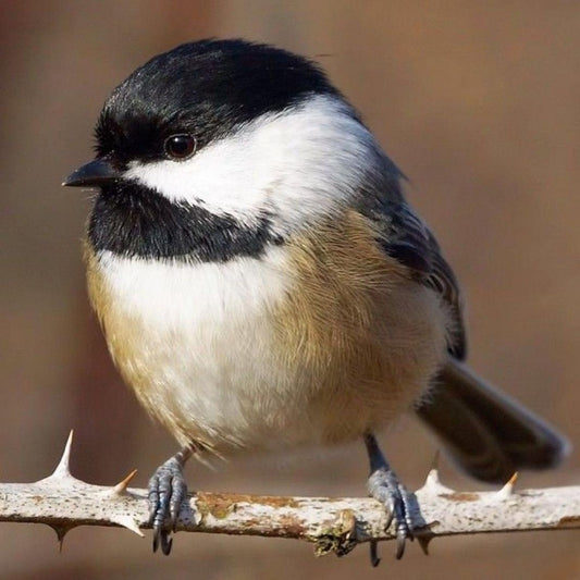 Chickadee | Diamond Painting