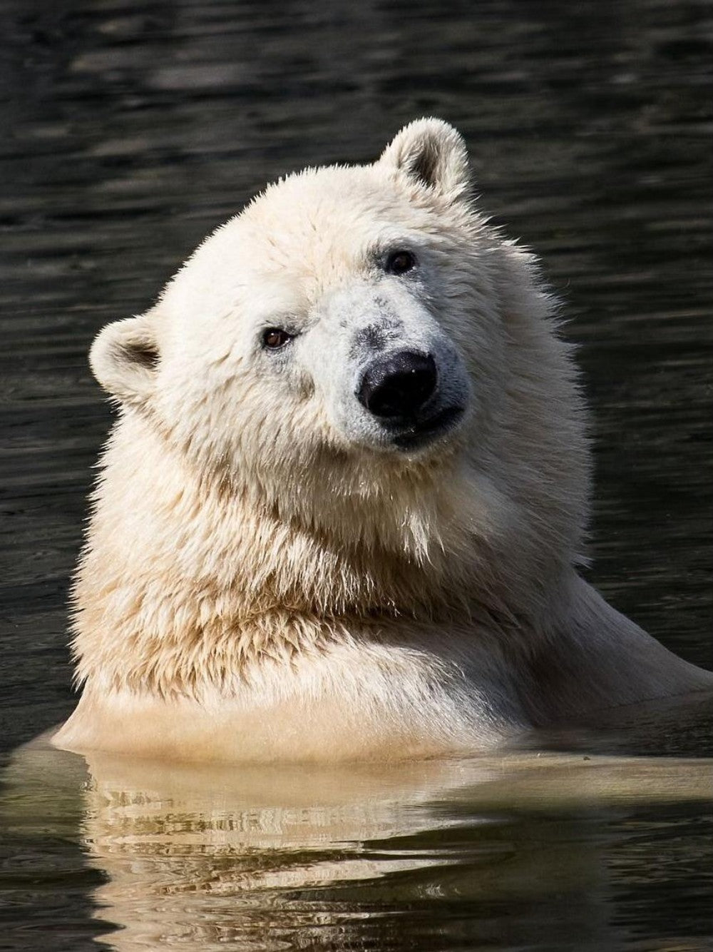 Polar Bear | Diamond Painting