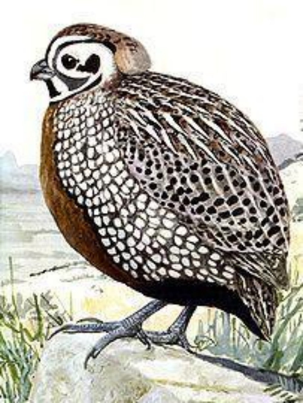 Quail | Diamond Painting