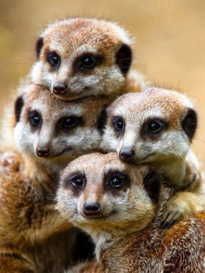 Meerkat | Diamond Painting