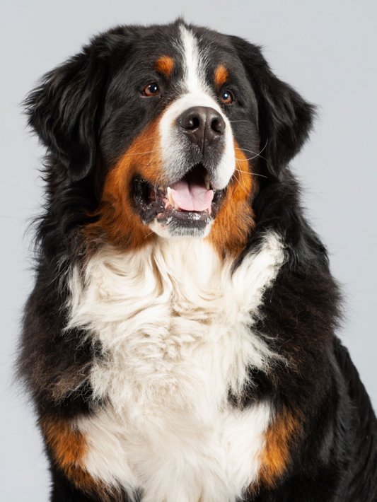 Bernese Mountain Dog | Diamond Painting