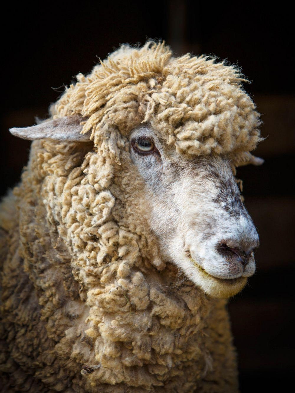 Sheep | Diamond Painting