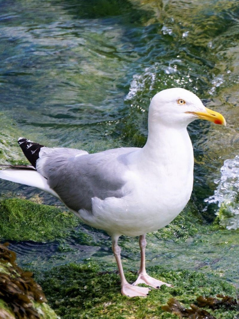 Gull | Diamond Painting