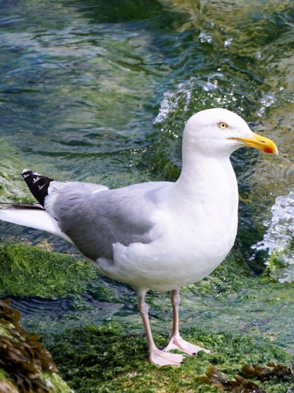 Gull | Diamond Painting