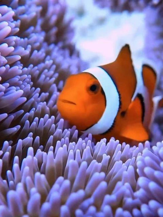 Clown Fish | Diamond Painting
