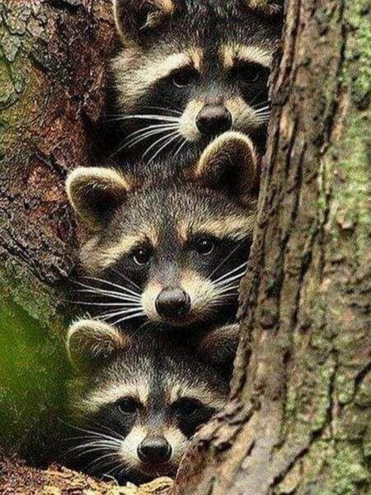 Raccoon | Diamond Painting