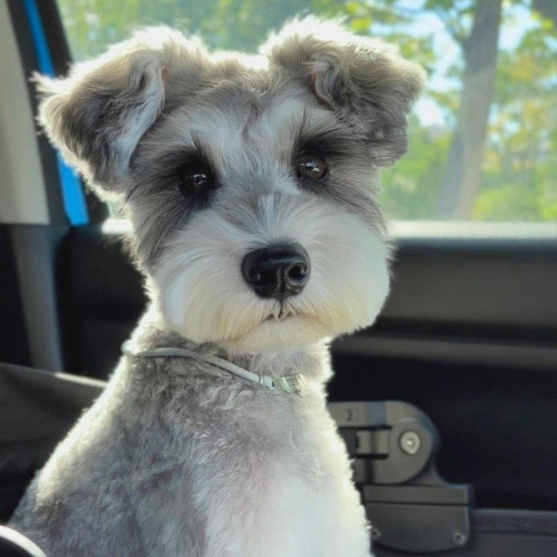 Dog Schnauzer | Diamond Painting