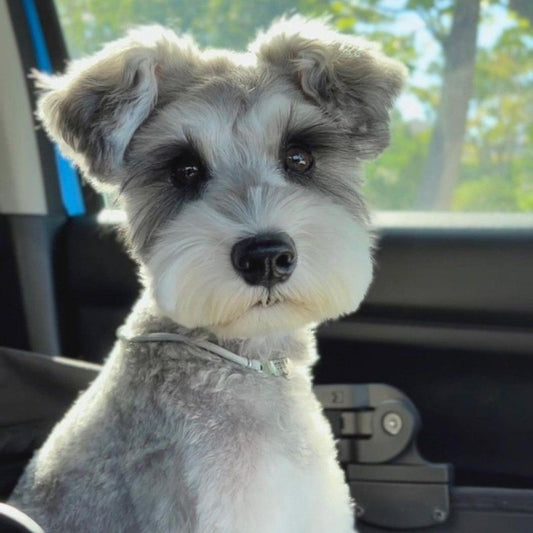 Dog Schnauzer | Diamond Painting
