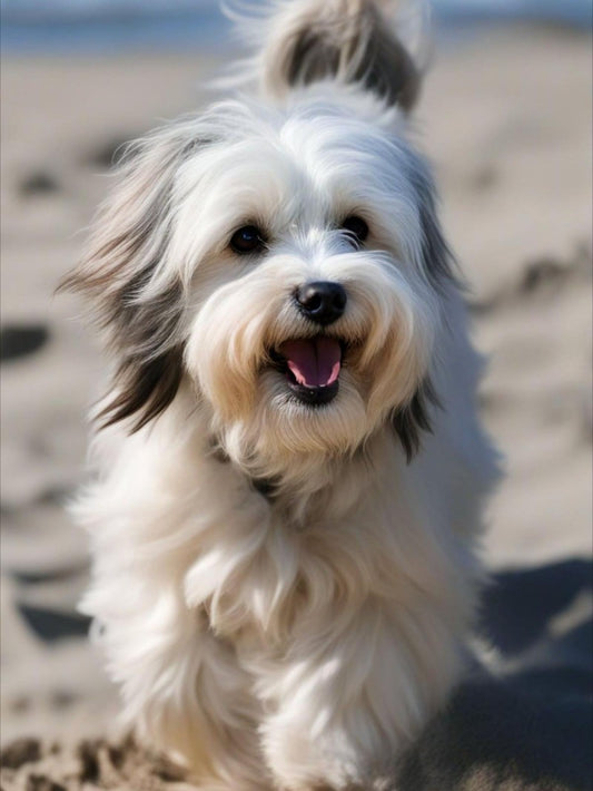 Havanese Dog | Diamond Painting
