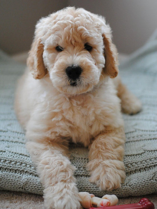 Goldendoodle Dog | Diamond Painting