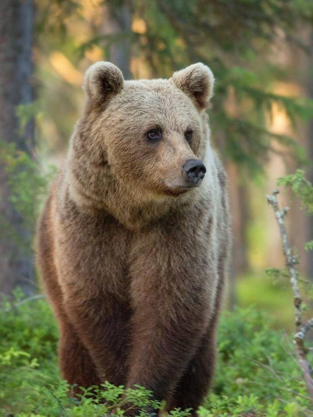 Brown Bear | Diamond Painting