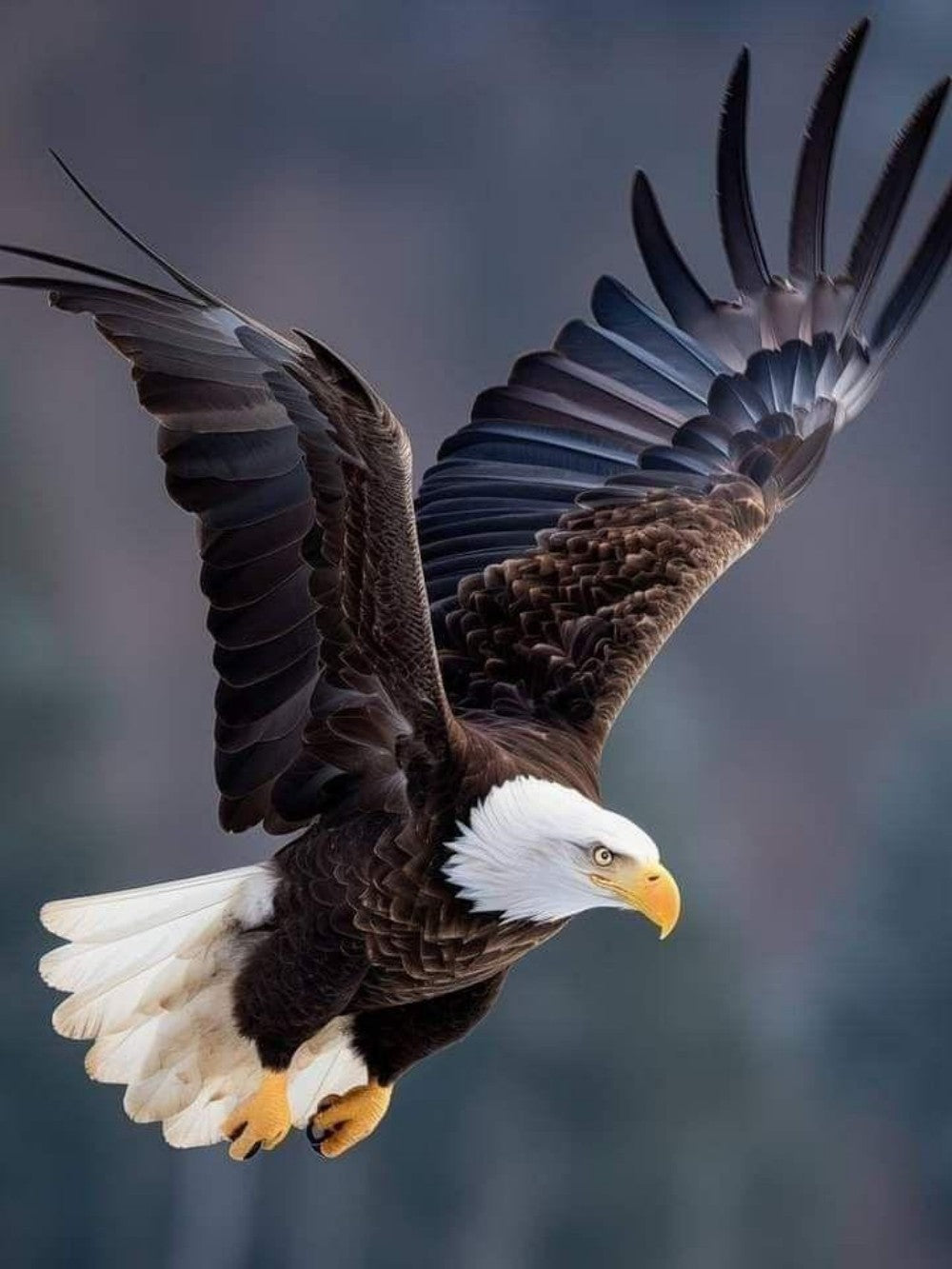 Eagle | Diamond Painting