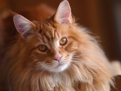 Maine Coon | Diamond Painting