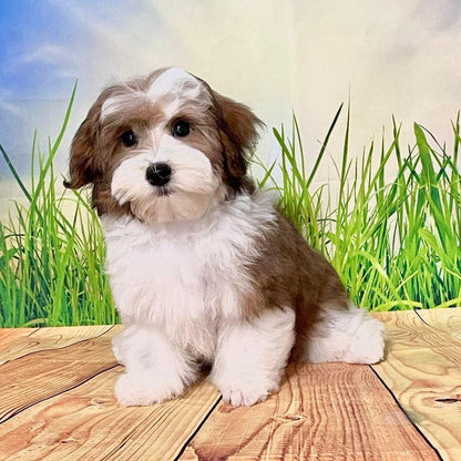 Havanese Dog | Diamond Painting