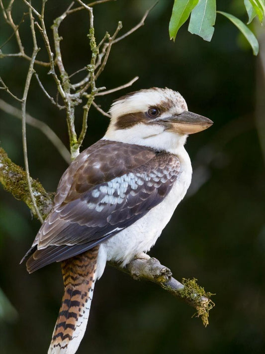 Kookaburra | Diamond Painting