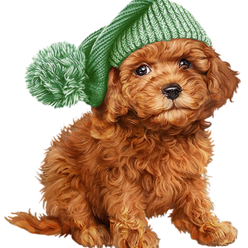 Cavapoo Dog | Diamond Painting