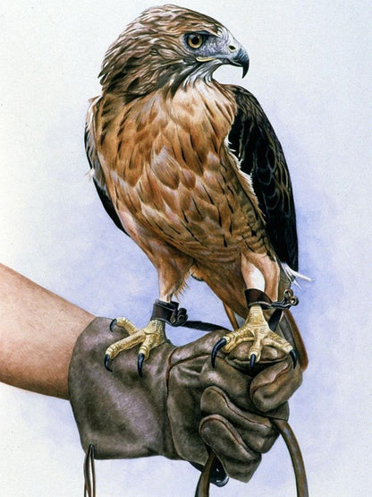 Falcon | Diamond Painting