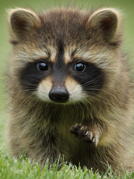 Raccoon | Diamond Painting