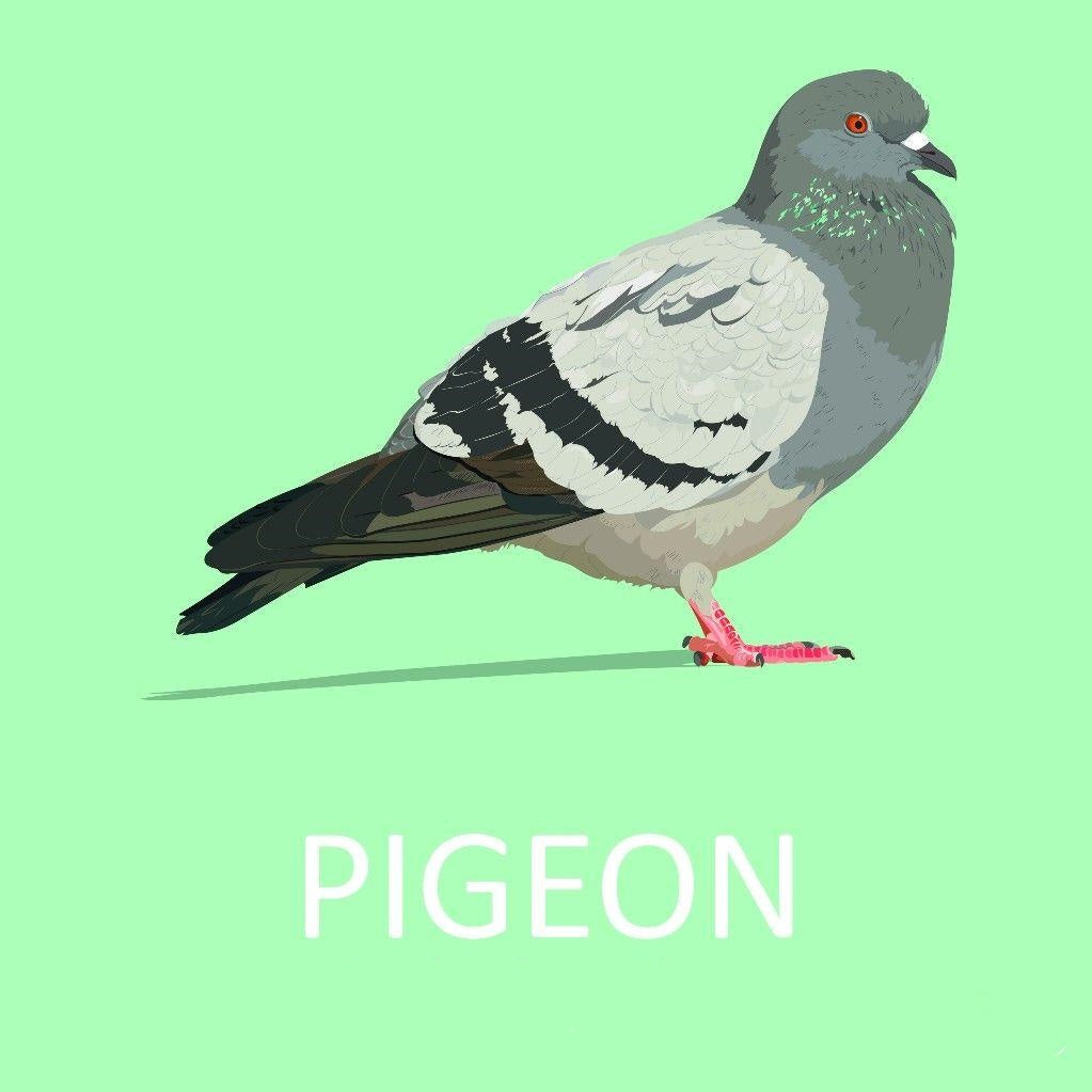 Pigeon | Diamond Painting